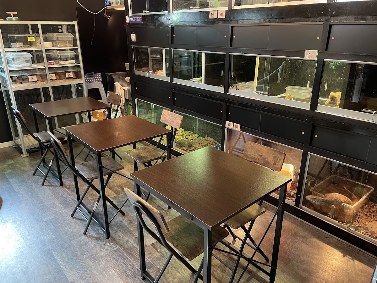 cats&reptiles cafe Odd eye