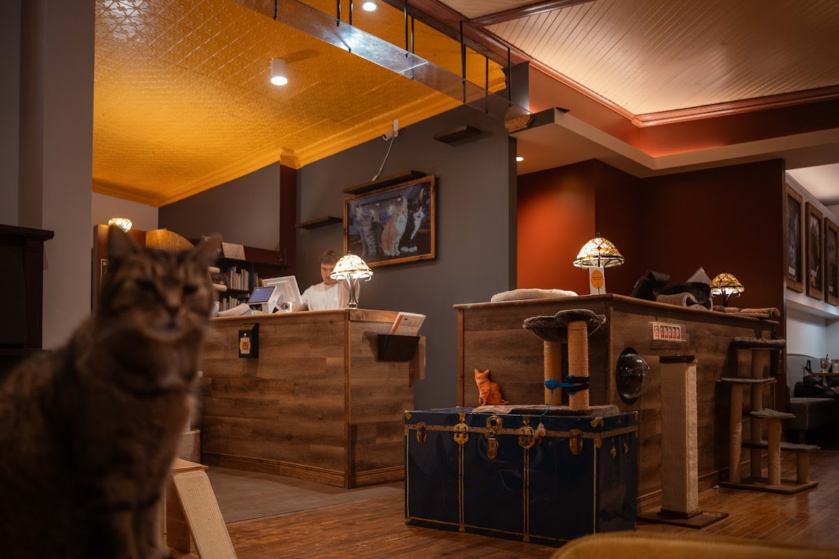 Café Chat L’heureux