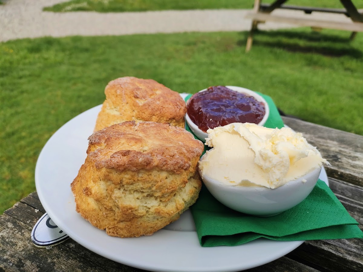 Zinns in the Woodland