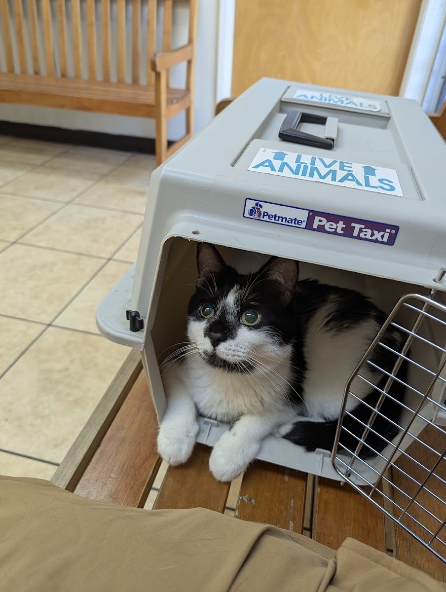 Dog & Cat Veterinary Clinic