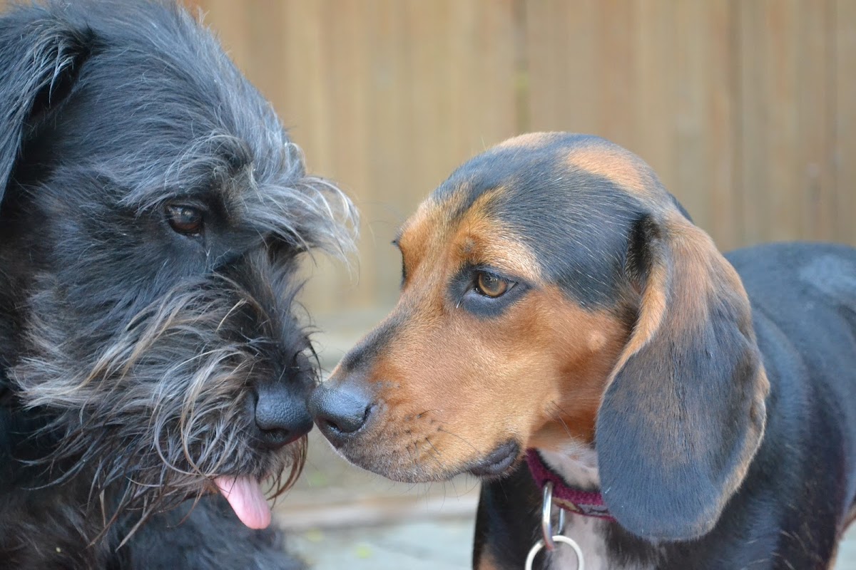 DoGone Fun Resort LLC