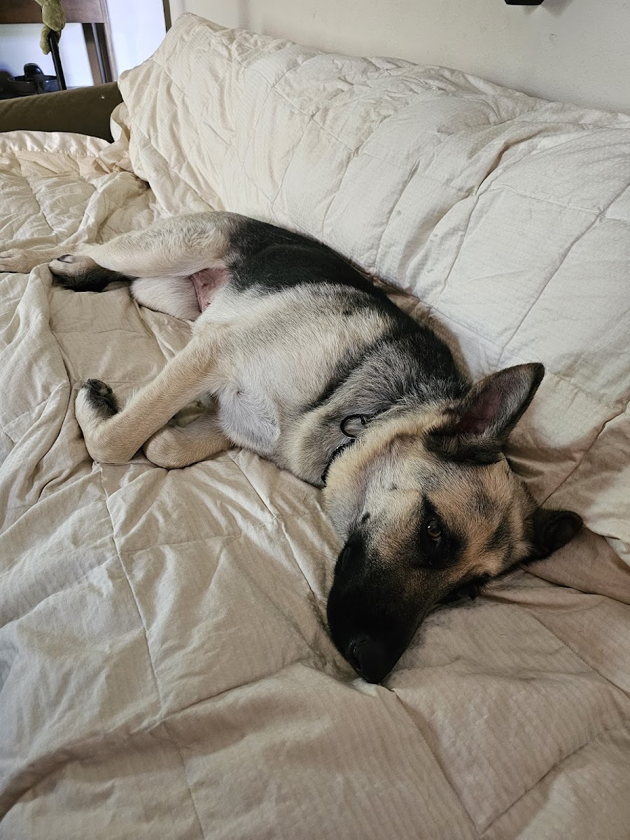 Best care pet clinic