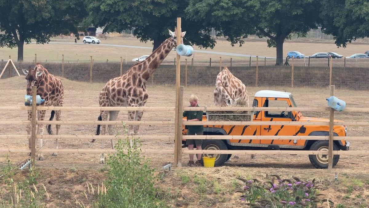 Swan Lake Cafe- Woburn Safari Park