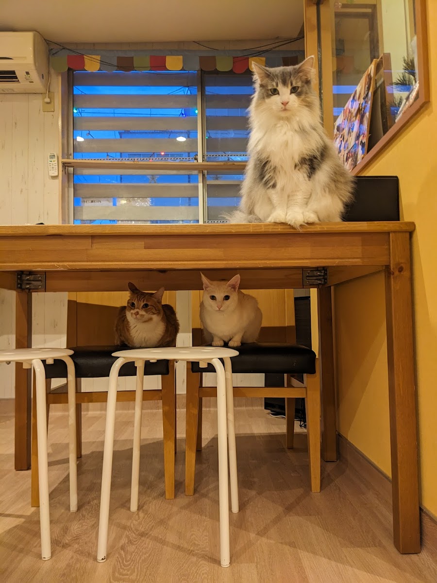 Cat Café Tango