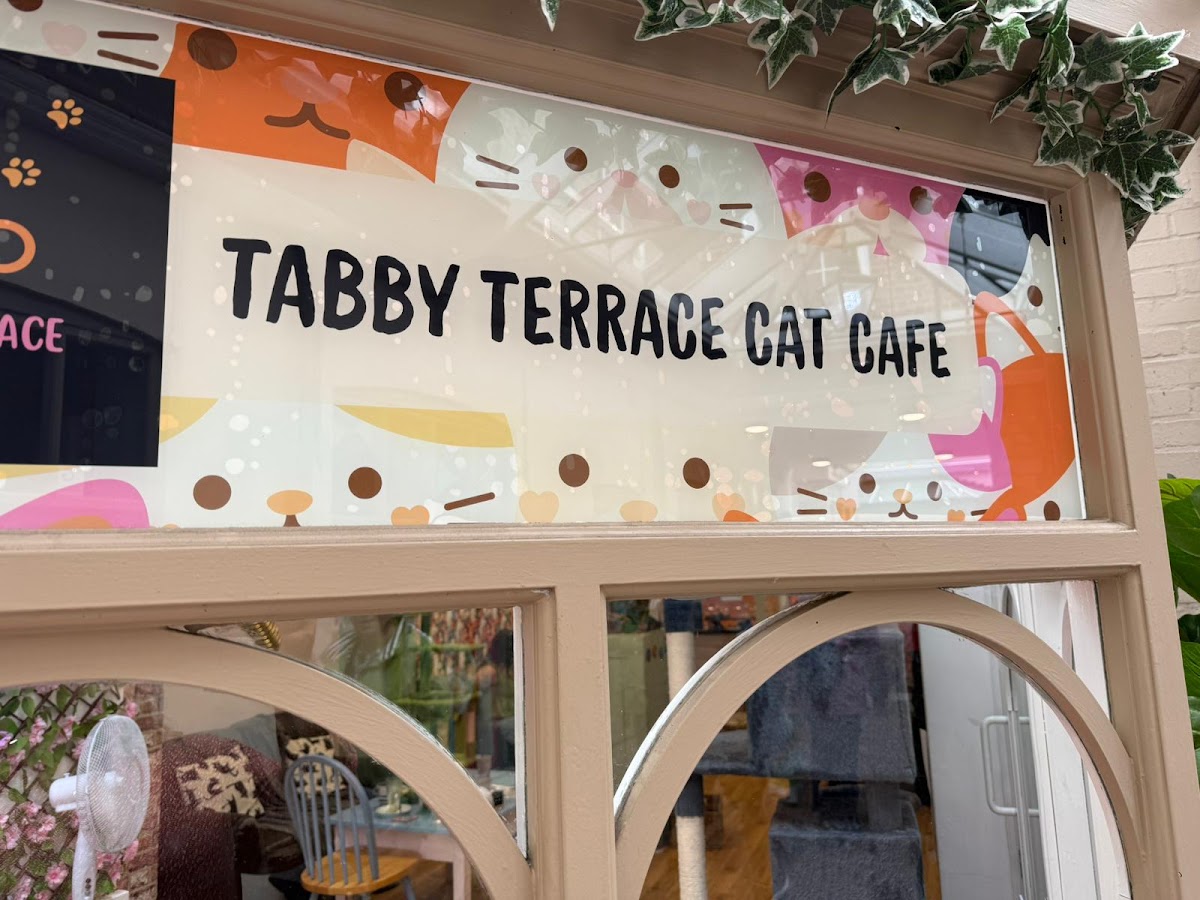 Tabby terrace